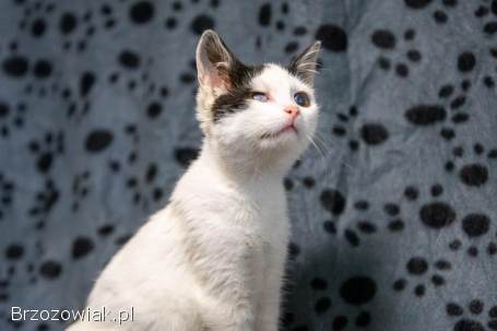 Dwa urocze,  wesołe kocięta szukają domów!