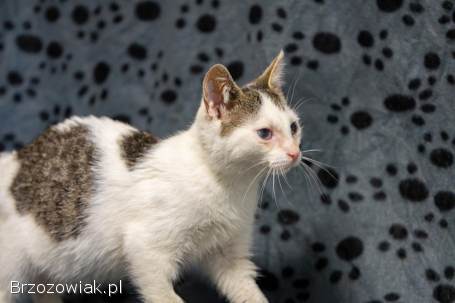 Dwa urocze,  wesołe kocięta szukają domów!