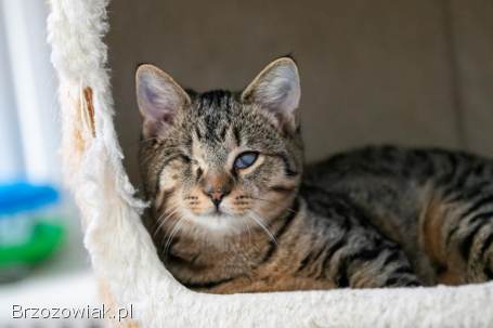 Bigos i Kliper,  słodkie kociaki do adopcji!