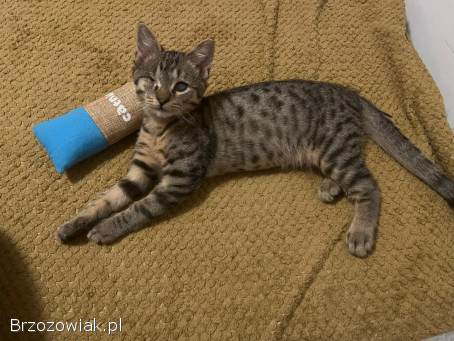 Bigos i Kliper,  słodkie kociaki do adopcji!