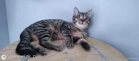 Bigos i Kliper,  słodkie kociaki do adopcji!