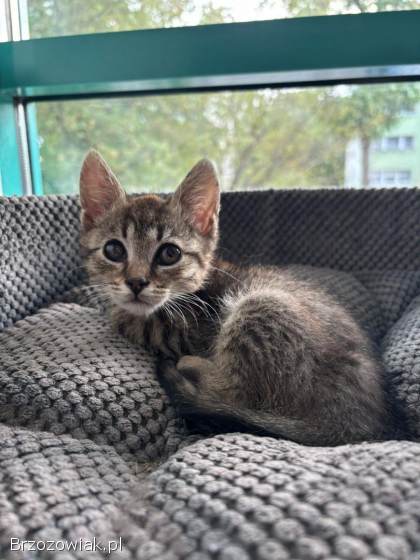 Bigos i Kliper,  słodkie kociaki do adopcji!