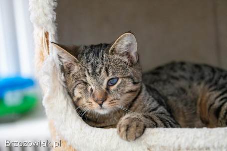 Bigos i Kliper,  słodkie kociaki do adopcji!