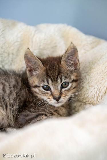 Bigos i Kliper,  słodkie kociaki do adopcji!