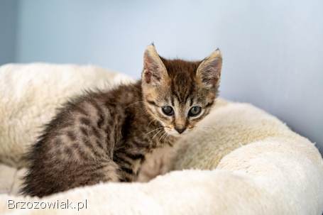 Bigos i Kliper,  słodkie kociaki do adopcji!