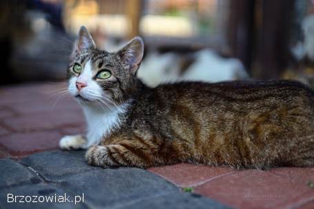Elsa -  spokojna,  delikatna koteczka szuka domu!