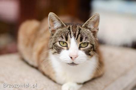 Elsa -  spokojna,  delikatna koteczka szuka domu!