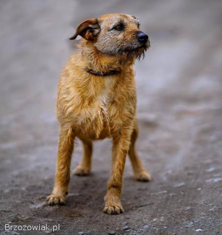 Fuks,  wesoły szorstkowłosy psiak szuka domu!