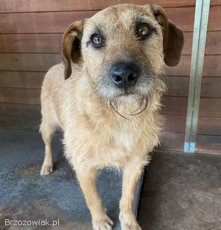 Fuks,  wesoły szorstkowłosy psiak szuka domu!