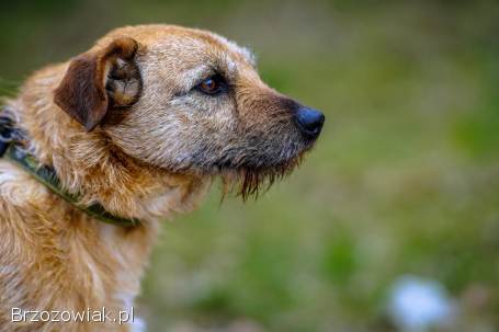 Fuks,  wesoły szorstkowłosy psiak szuka domu!