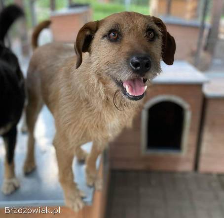 Fuks,  wesoły szorstkowłosy psiak szuka domu!