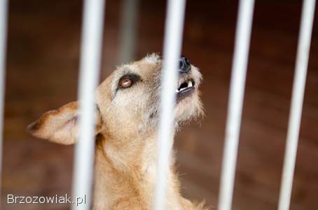 Fuks,  wesoły szorstkowłosy psiak szuka domu!