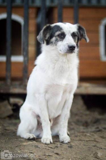 Alvin -  całe życie za kratami BŁAGAMY o pomoc