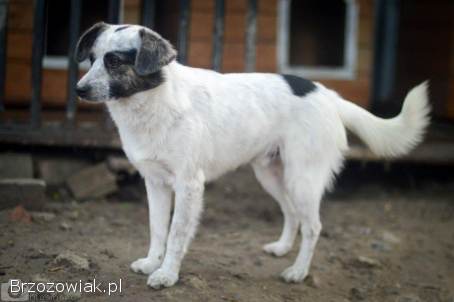 Alvin -  całe życie za kratami BŁAGAMY o pomoc