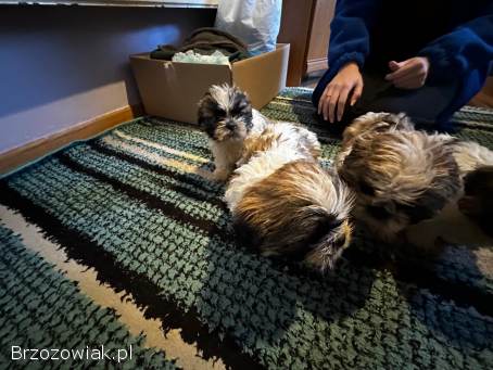 Szczeniaki dwa pieski i dwie suczki rasy Shih tzu szukają nowego domu