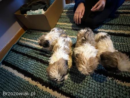 Szczeniaki dwa pieski i dwie suczki rasy Shih tzu szukają nowego domu