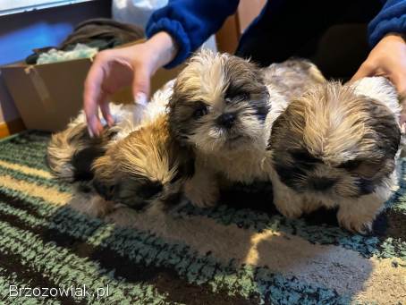 Szczeniaki dwa pieski i dwie suczki rasy Shih tzu szukają nowego domu