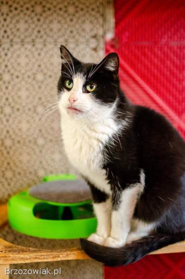 Dany -  cudowny,  wesoły,  niekonfliktowy kotek!