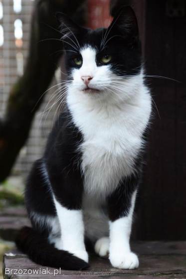 Dany -  cudowny,  wesoły,  niekonfliktowy kotek!