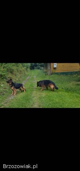 Sprzedam owczarka niemieckiego.  Szczeniaki