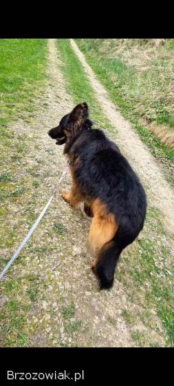 Sprzedam owczarka niemieckiego.  Szczeniaki