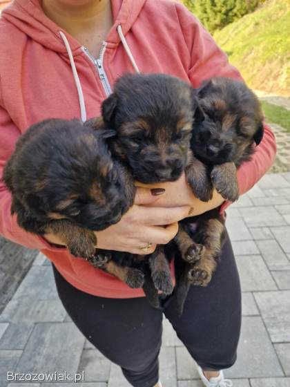 Sprzedam owczarka niemieckiego.  Szczeniaki