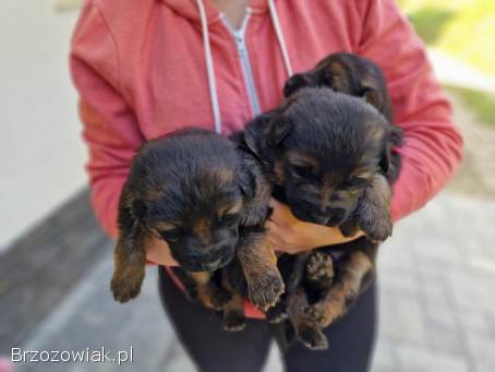 Sprzedam owczarka niemieckiego.  Szczeniaki