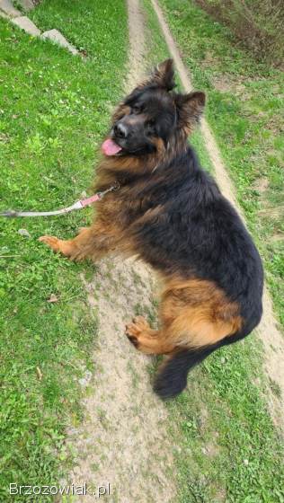 Sprzedam owczarka niemieckiego.  Szczeniaki