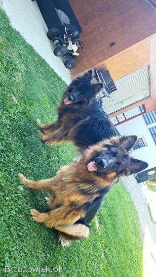 Sprzedam owczarka niemieckiego.  Szczeniaki