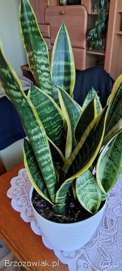Roślina,  sansewieria -  futura superba