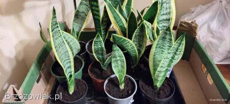 Roślina,  sansewieria -  futura superba