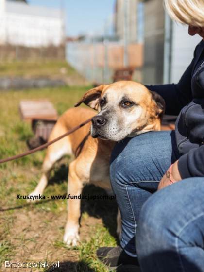 Kruszynka – dzielna,  kochana sunia szuka domu