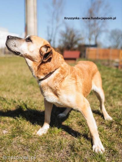 Kruszynka – dzielna,  kochana sunia szuka domu