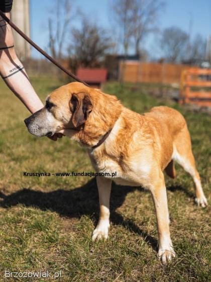 Kruszynka – dzielna,  kochana sunia szuka domu