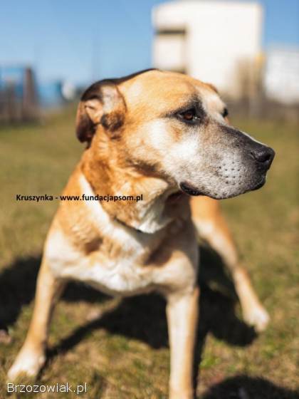 Kruszynka – dzielna,  kochana sunia szuka domu