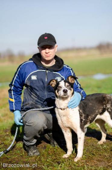 Łagodna,  wesoła,  grzeczna Pepsi całe życie w schronisku