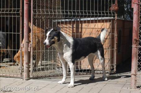 Łagodna,  wesoła,  grzeczna Pepsi całe życie w schronisku