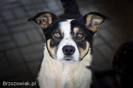 Łagodna,  wesoła,  grzeczna Pepsi całe życie w schronisku