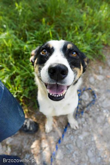 Łagodna,  wesoła,  grzeczna Pepsi całe życie w schronisku