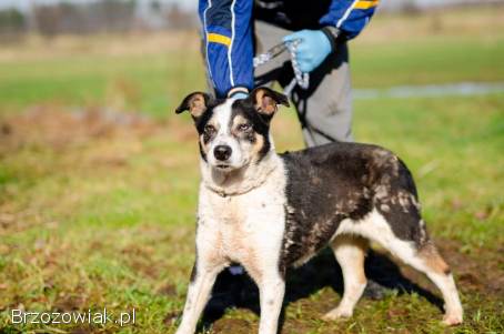 Łagodna,  wesoła,  grzeczna Pepsi całe życie w schronisku