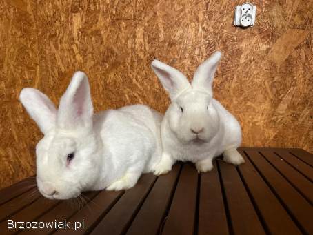 Króliki wiedeńskie białe