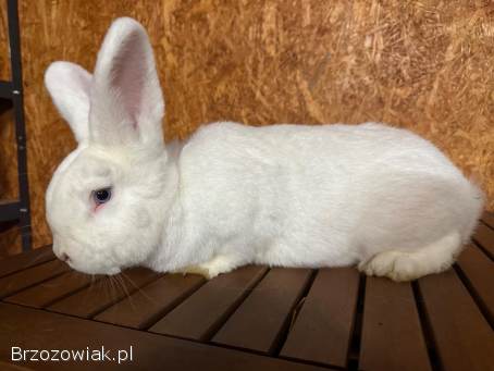 Króliki wiedeńskie białe