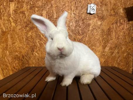 Króliki wiedeńskie białe