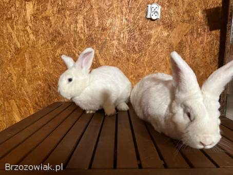 Króliki wiedeńskie białe