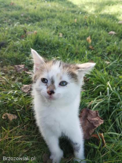 Mam do oddania 5 kotków/kotek do wyboru.