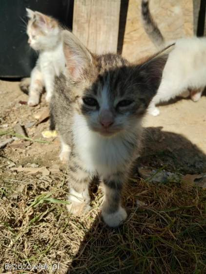 Mam do oddania 5 kotków/kotek do wyboru.