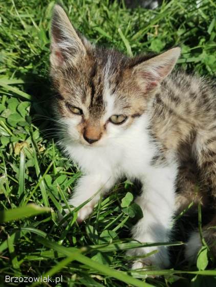 Mam do oddania 5 kotków/kotek do wyboru.