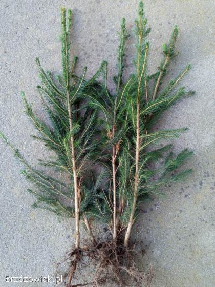 Świerk pospolity wys 80 cm,  sadzonki