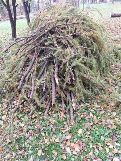 Oddam za darmo gałęzie – morzew,  świerk