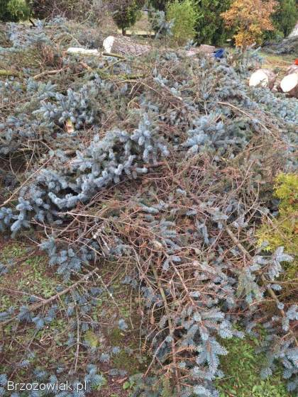 Oddam za darmo gałęzie – morzew,  świerk